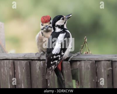 Toller Spotted Woodspecht füttert Baby in meinem Garten, Hertfordshire, Großbritannien Stockfoto
