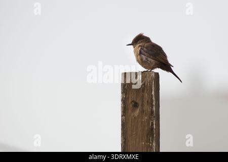 Brauner Vogel, der auf einem verwitterten hölzernen Zaunpfosten in natürlicher Umgebung im Freien thront Stockfoto