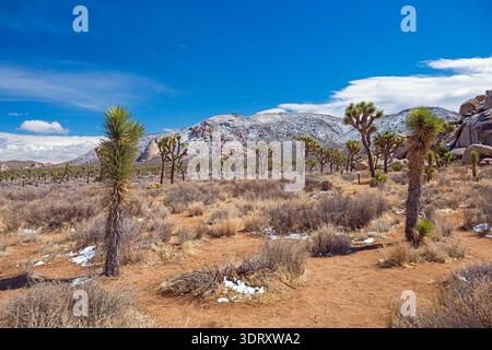 Verschneite Wüstenberge hinter einer Wüstenlandschaft im Joshua Tree National Monument in Kalifornien Stockfoto