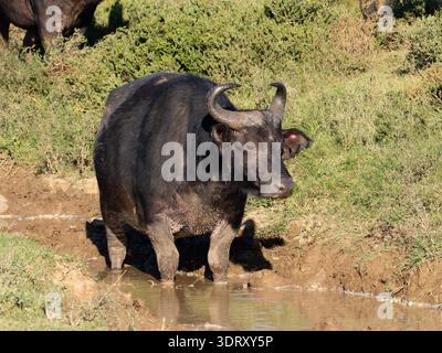 Ein afrikanischer Büffel, Syncerus Caffer, der in einem schlammigen Wasserloch steht. Stockfoto