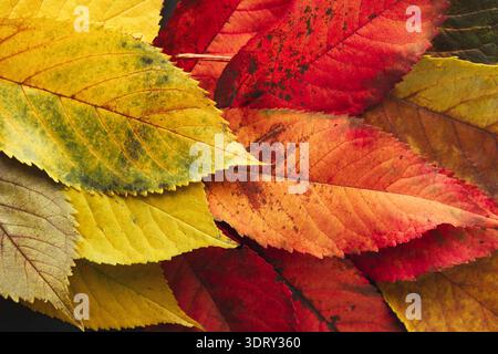 Sammlung von bunten Blättern in verschiedenen Farben und Formen auf dunklem Hintergrund Stockfoto