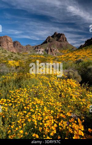 Vertikales Foto einer Superblüte mexikanischer Goldmohn in der Mojave-Wüste im Norden Arizonas bei Oatman Stockfoto