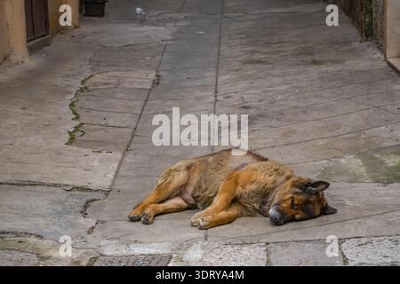 Streunender Hund oder Hund schlafen gut auf einem gerissenen BetonGehweg in einer engen Gasse in Palermo, Sizilien. Urbanes Straßenleben. Stockfoto