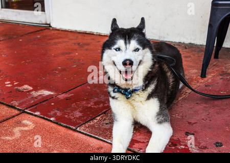 Nahaufnahme des sibirischen Huskys mit blauen Augen, die auf rotem Pflaster liegen. Miami Beach. USA. Stockfoto