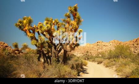 Große Joshua-Bäume stehen an einer Sandstraße, die sich durch die felsige Wüstenlandschaft Kaliforniens unter tiefblauem Himmel und Sonne schlängelt. Stockfoto