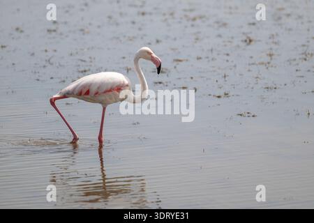 Rosaflamingo (Phoenicopterus Roseus) Stockfoto