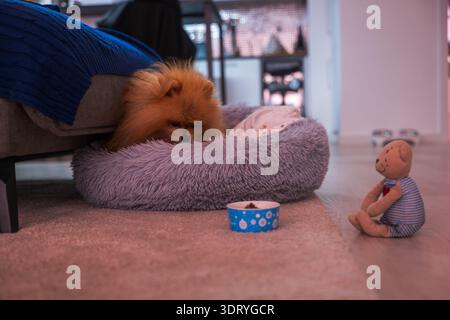 Ein Pommerscher lockt sich in einem grauen zotteligen Bett bei einem Sofa mit blauer Decke in Polen. Eine blaue Schüssel mit Pfotenabdrücken hält Nahrung, während ein Teddybär in der Nähe sitzt Stockfoto