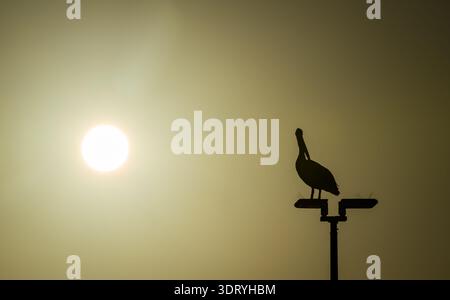Australischer Pelikan oder Pelecanus conspicillatus, der im Morgenlicht auf dem Lampenträger in Silhouette steht, wenn sich die aufgehende Sonne nähert. Stockfoto