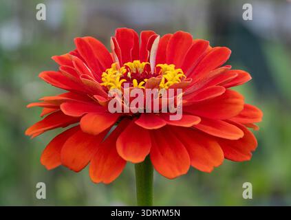 Nahaufnahme des Blumenkopfes einer leuchtend orangefarbenen Zinnia, fotografiert mit geringer Schärfentiefe in Maine. Stockfoto