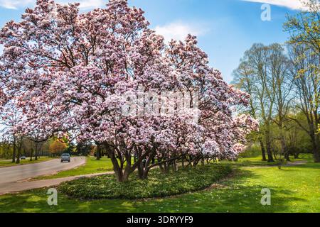 Volle Blüte der Magnolienbäume im Park Stockfoto
