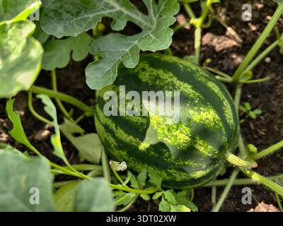 Wassermelonenfrüchte umgeben von Stämmen und Blättern im Garten. Stockfoto
