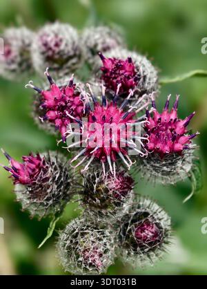 Nahaufnahme der großen Klette Arctium lappa Blüten vor grünem Wiesengrund. Stockfoto
