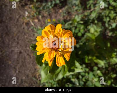 Leuchtend gelbe Zinnia elegans Blume in voller Blüte, Nahaufnahme eines gemeinsamen Zinnia in einem Sommergarten. Stockfoto