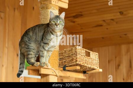 Torbie oder eine Tabby-tortie-Katze auf einem großen Katzenbaum Stockfoto