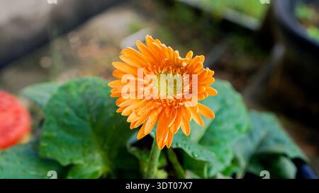 Nahaufnahme einer hellorangefarbenen Gerbera-Gänseblümchenblume mit Morgentau auf den Blütenblättern, vor einem weichen, natürlichen Gartenhintergrund. Stockfoto