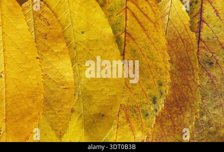 Sammlung gelber Blätter, die in einem Mosaikmuster angeordnet sind und verschiedene Formen und Größen zeigen Stockfoto