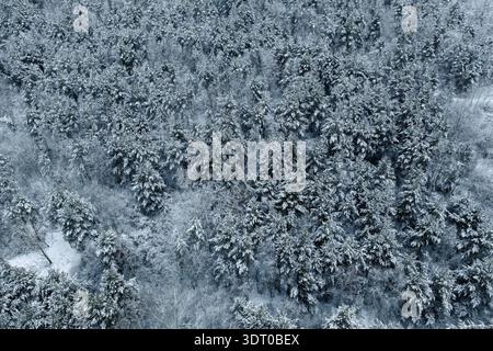 Aus der Vogelperspektive auf einen schneebedeckten Wald Stockfoto