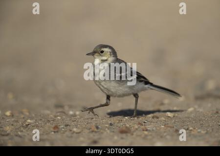 Rattenbachtel (Motacilla alba) Jungvogel, der im Frühjahr auf dem Boden spaziert, Suffolk, England, Vereinigtes Königreich Stockfoto