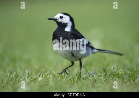Rattenbachtel (Motacilla alba), Erwachsener, der auf einem Gartenrasen spaziert, England, Vereinigtes Königreich Stockfoto
