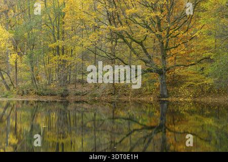 Ruhige Herbstatmosphäre mit Reflexion im Wasser, Kapellenteich Spitzgrund bei Coswig, Sachsen, Deutschland Stockfoto