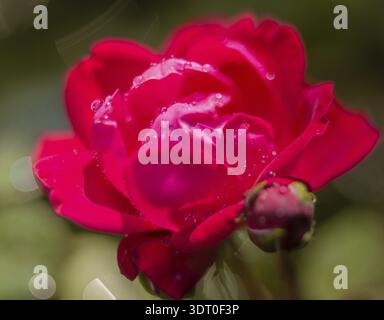 Dunkelrotes Rosen-Makro mit Wassertropfen Stockfoto