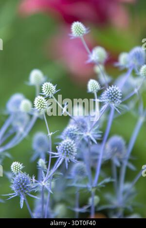 Eryngium planum, die blaue Eryngo oder flachseeholly, ist eine Pflanze aus der Familie der Apiaceae Stockfoto