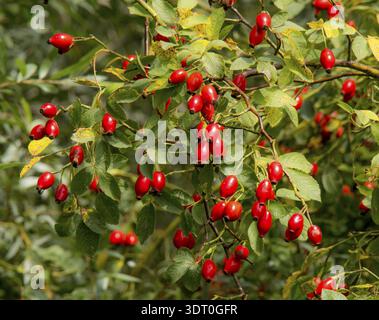 Hagebutten der Hündin „Rosa canina“ Stockfoto
