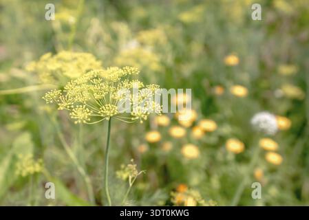 Makro von grünem Dill mit vielen Blumen Stockfoto