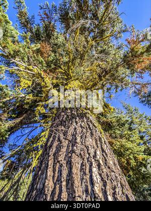 Shasta-Trinity National Forest und Landschaften Stockfoto