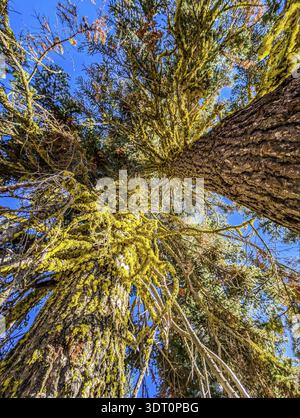 Shasta-Trinity National Forest und Landschaften Stockfoto