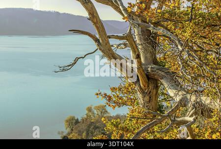 Goldener Herbst in Sipplingen am Bodensee Stockfoto