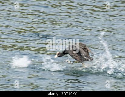 Eurasischer Coot „Fulica atra“ Stockfoto