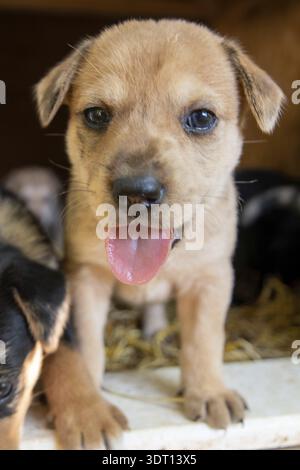 Süßeste Terrier Labor Husky Mix Welpen spielen im Hundehaus Stockfoto