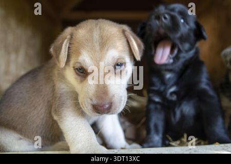 Süßeste Terrier Labor Husky Mix Welpen spielen im Hundehaus Stockfoto