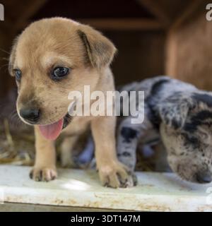 Süßeste Terrier Labor Husky Mix Welpen spielen im Hundehaus Stockfoto