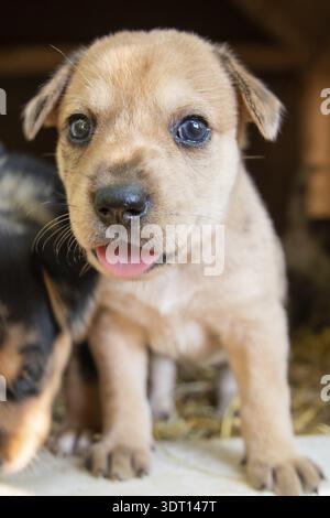 Süßeste Terrier Labor Husky Mix Welpen spielen im Hundehaus Stockfoto