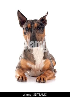 Miniatur Bull Terrier vor weißem Hintergrund Stockfoto