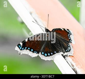 (Nymphalis antiopa) Strauchtuch, camberwell Beauty Stockfoto
