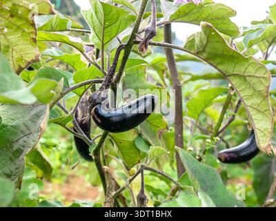 Eine extrem scharfe Nahaufnahme einer dunklen, gekrümmten Aubergine (Aubergine), die bereit für die Ernte ist, und reich an Details an den hellgrünen Blättern der Pflanze. Id Stockfoto