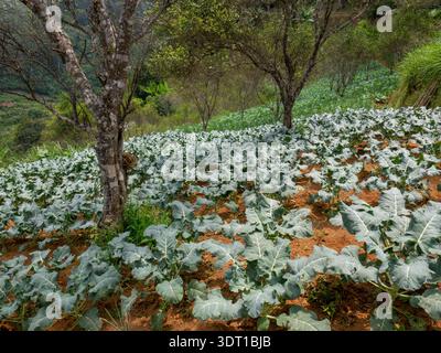 Ein großer Blick auf einen landwirtschaftlich genutzten Hügel mit Reihen junger, belaubter Gemüsesorten (Kohl) auf rotbraunem Boden, durchsetzt von Linden. Erfassen Stockfoto