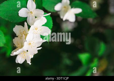 Wunderschöne Sammlung von Blumen und Blättern mit Naturdetails in Frühlingsstimmung Stockfoto