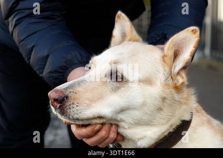 Porträt einer Hündin mit rosa Nase (deutscher Schäferhund-Husky-Mix). Männliche Hände streicheln den Hund. Stockfoto