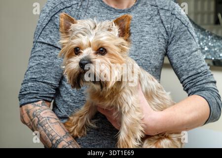 Süßer, junger yorkshire-Terrier in den Händen des Besitzers Stockfoto