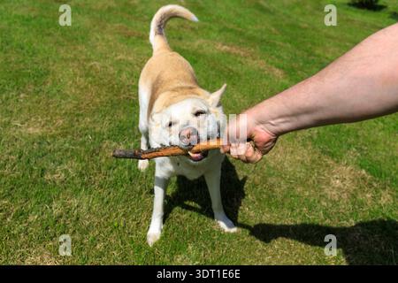 Der Besitzer zieht einen Holzstock in die Zähne des Hundes. Spielen mit einer glücklichen Hündin in der Natur im Freien an sonnigen Sommertagen. Deutscher Schäferhund Husky mi Stockfoto