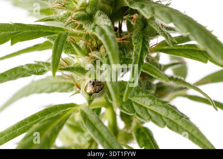 Bestäubte weibliche Cannabisknospen mit Trichomen und neuen Samen auf weißem Hintergrund Stockfoto