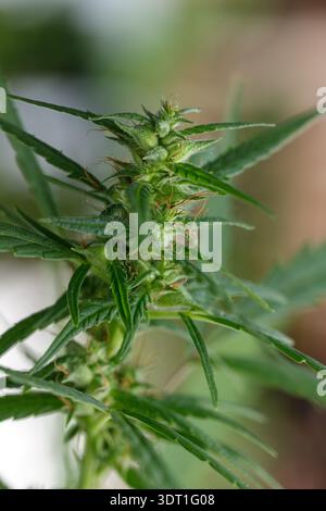 Weibliche Cannabis Hanf medizinische Pflanze mit Blumen und Trichomen. Stockfoto
