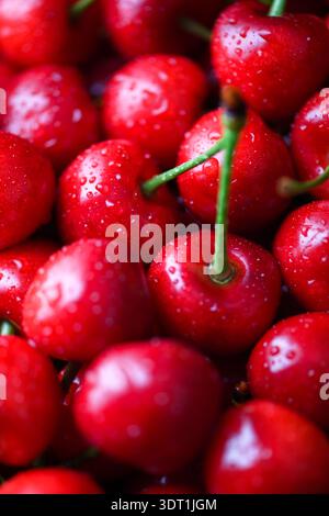 Schließen Sie den ganzen Rahmen von Kirschen mit Stielen und Feuchtigkeitstropfen. Frische saftige rote Früchte, lebhafter Sommer Hintergrund Stockfoto