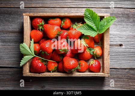Frisch geerntete reife rote Erdbeeren in einer kleinen Holzkiste auf alten rustikalen Tisch. Saftige Gartenbeeren mit grünen Blättern, Bio-Sommererntekonzept für gesunde Ernährung. Draufsicht Stockfoto