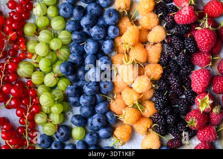 Bunte Reihen frischer Beeren, die als Hintergrundmuster angeordnet sind. Heidelbeeren, Stachelbeeren, gelbe und rote Himbeeren, rote und weiße Johannisbeeren, Maulbeeren, Sommererntekonzept Stockfoto