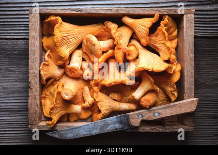 Pfifferling Pilze auf Holzschneidebrett mit Messer. Waldpilze, Bio-Lebensmittel, rustikales Küchenkonzept Stockfoto